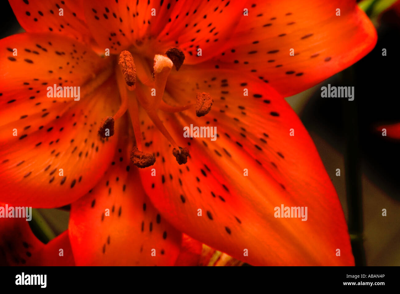 Tiger Lily in meinem Hinterhof Stockfoto