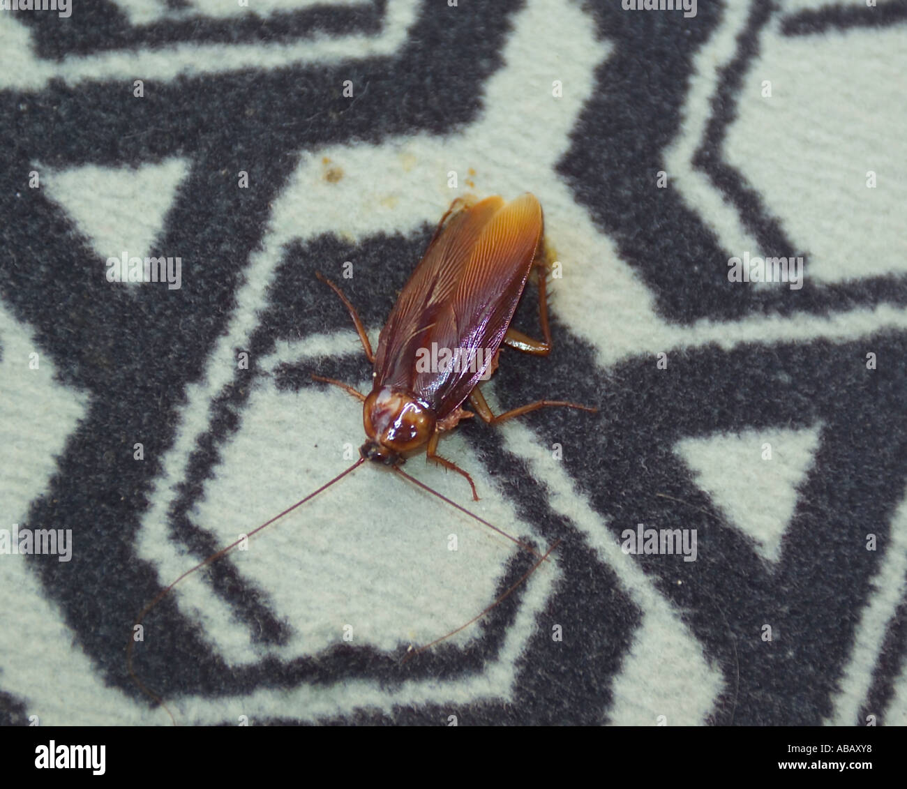 Tote Kakerlake auf Hotel Teppich Stockfotografie - Alamy