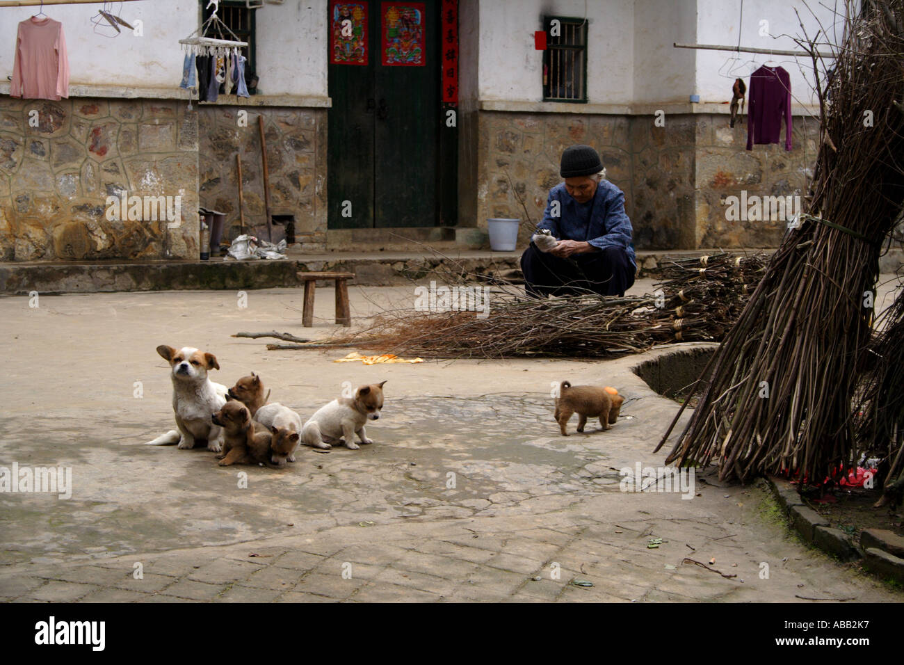 Chinesische Mutter Pekinese Hund bellen, Welpen, nach Hause zu verteidigen und Besitzer, Yangshuo, China Stockfoto