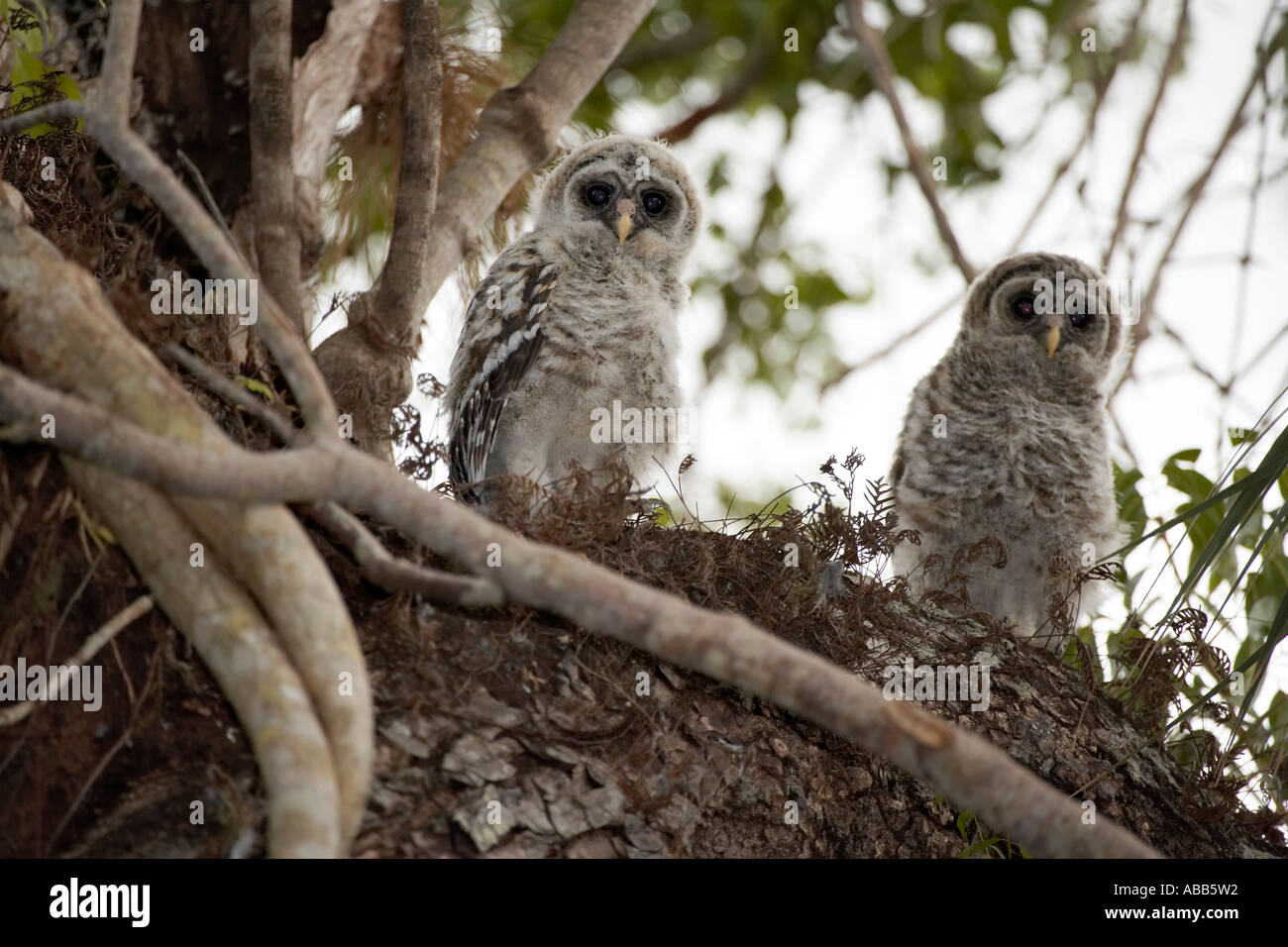 Streifenkauz Küken Strix Varia auf Mahagoni-Baum Florida Everglades Nationalpark Stockfoto