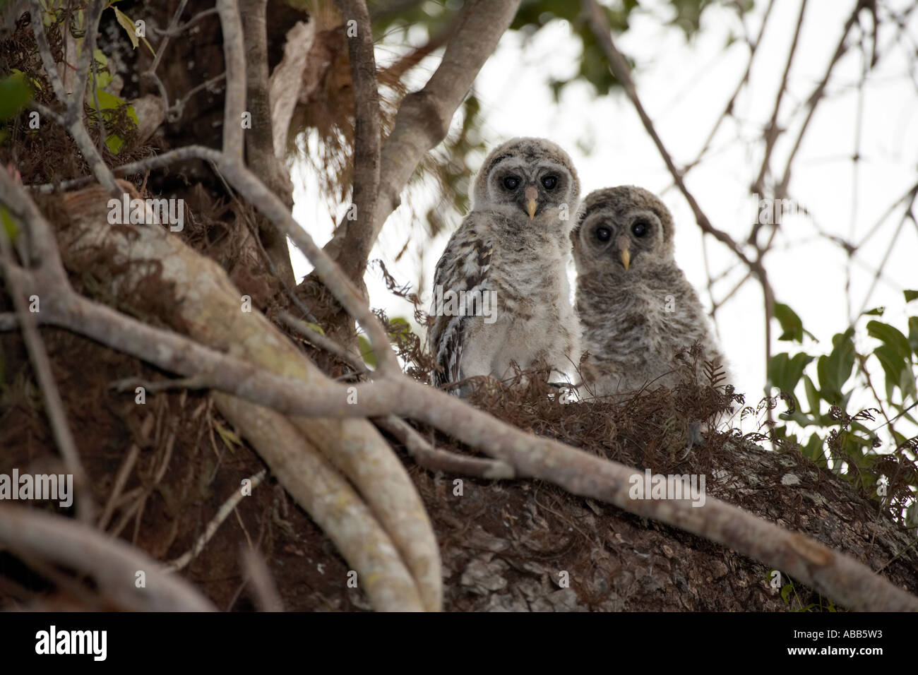 Streifenkauz Küken Strix Varia auf Mahagoni-Baum Florida Everglades Nationalpark Stockfoto