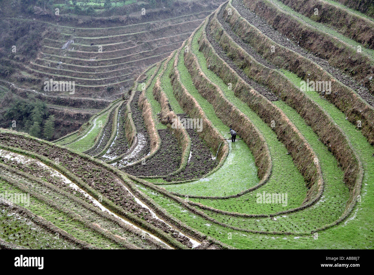 Longsheng, Chinesisch terrassierten Reisfelder Longji Dragon Rückgrat, in der Nähe von Ping eine Dorf der Provinz Guangxi, China Stockfoto