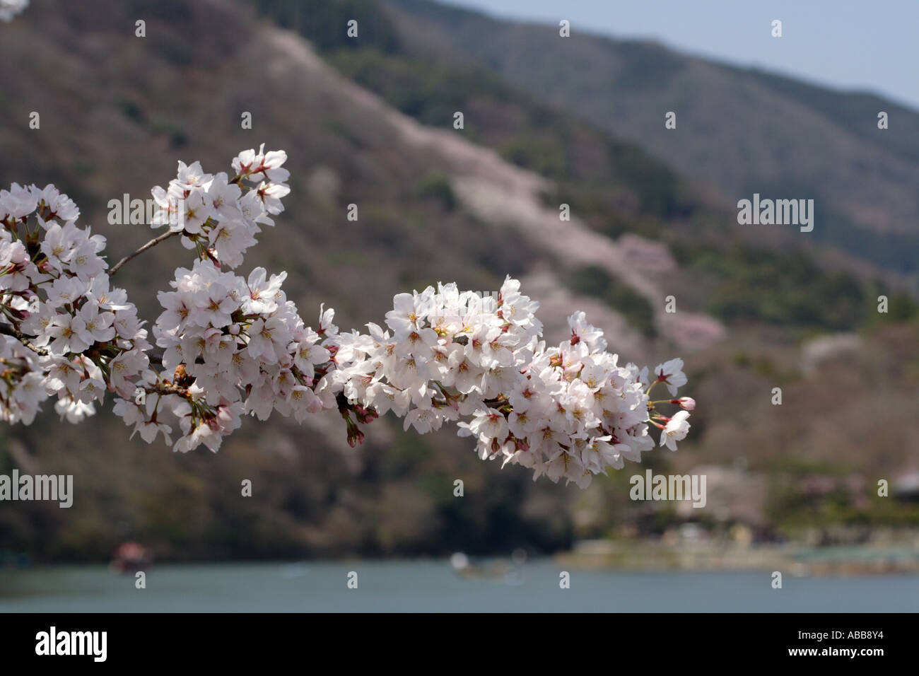Boote auf dem Fluss in Arashiyama während Kirschblütenfest, Kyoto, Japan Stockfoto