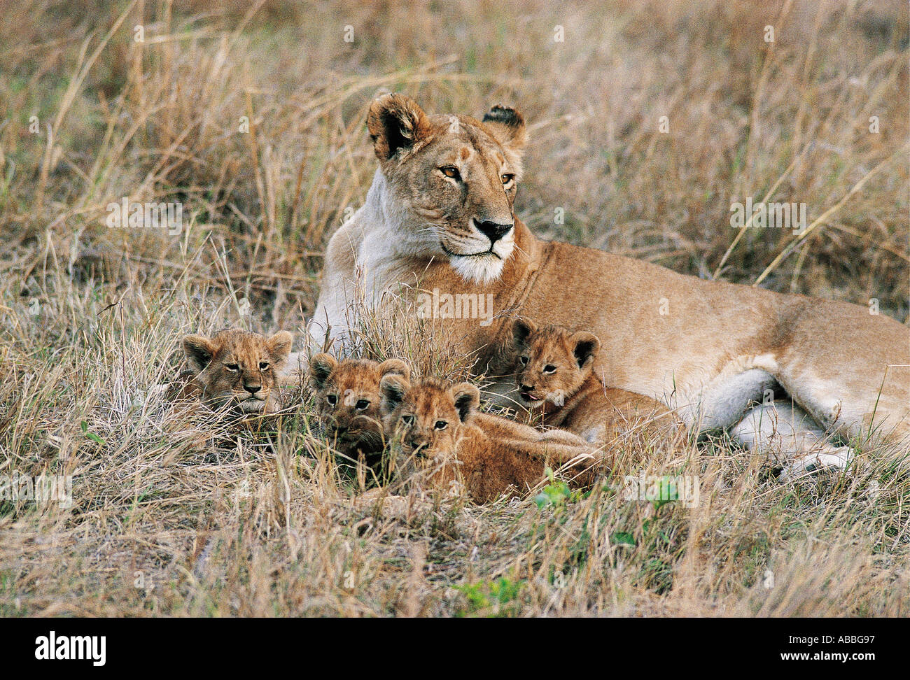 Löwin mit vier kleinen Jungen entspannende Masai Mara National Reserve Kenia in Ostafrika Stockfoto