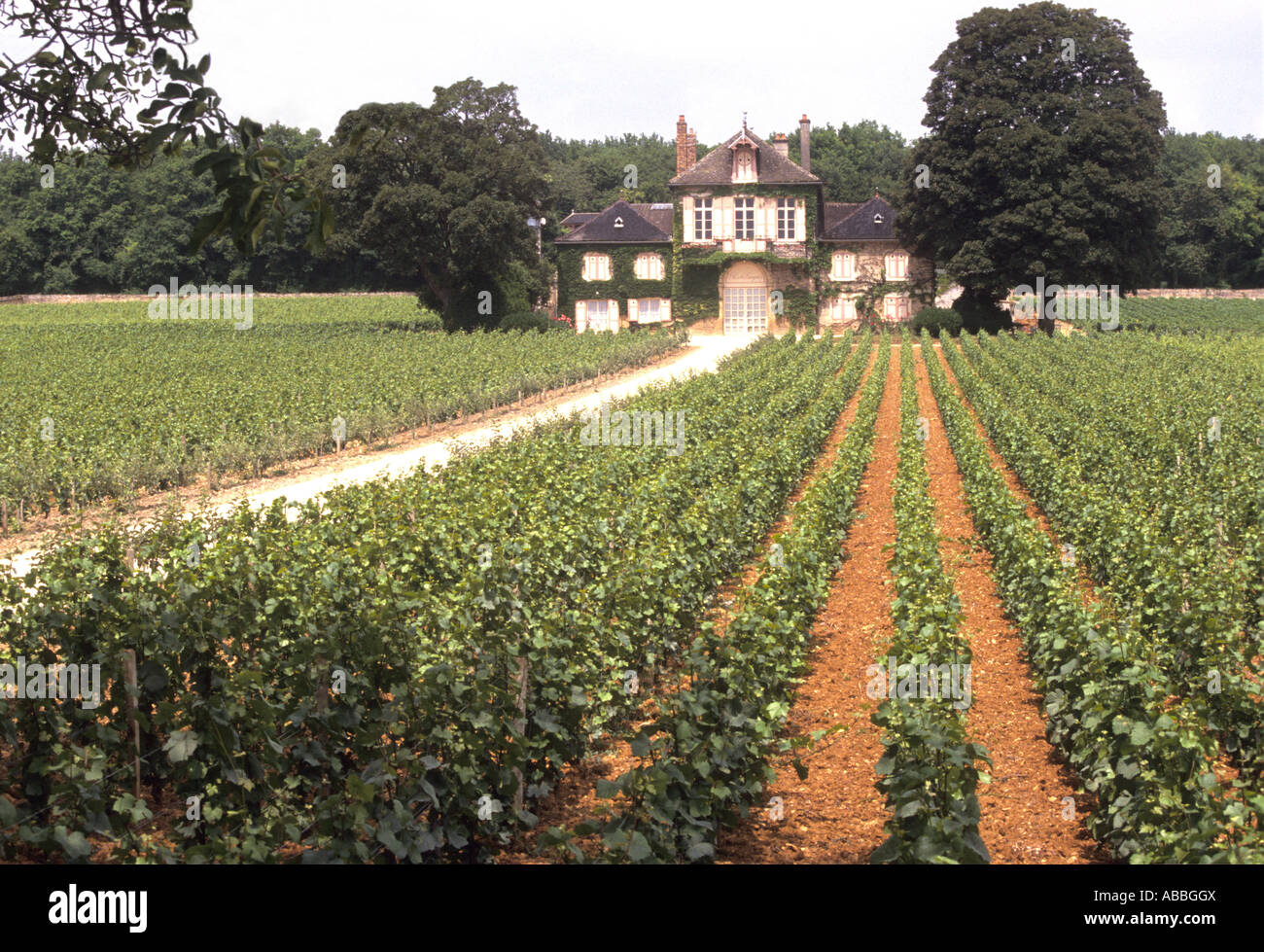 Côtes de Beaune Vinyard, Frankreich Stockfoto