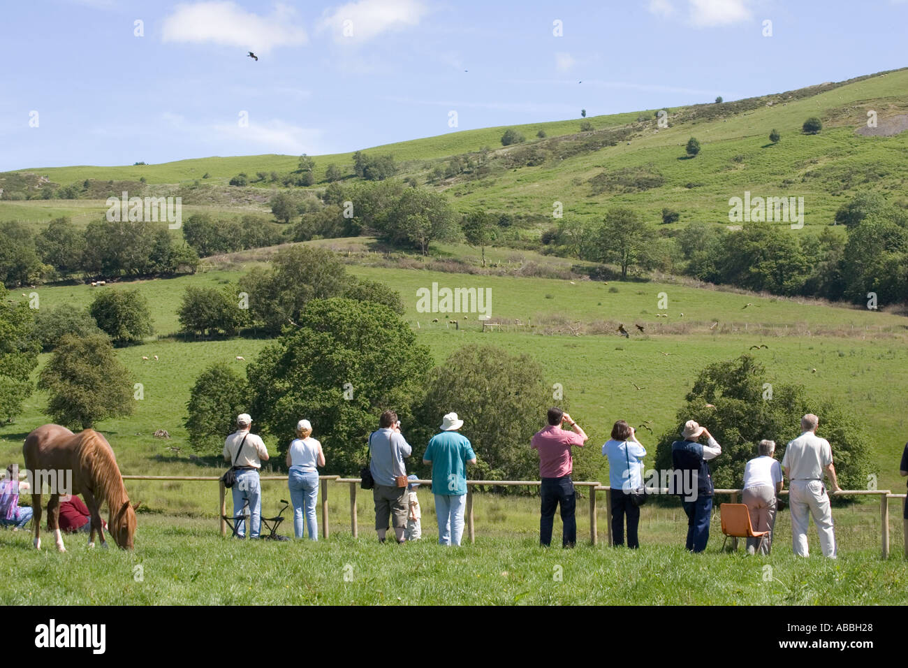 Besucher, die rote Milane bei der Fütterung beobachten vor Ort Gigrin Farm Rhayader Powys Mid Wales Stockfoto