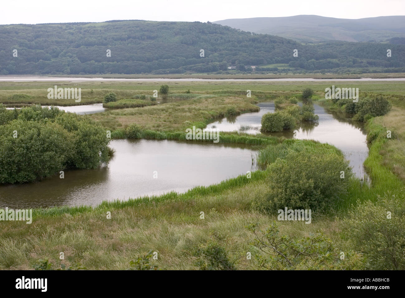 Feuchtgebiet in Ynys Hir RSPB Vogel reservieren Nordwales Stockfoto