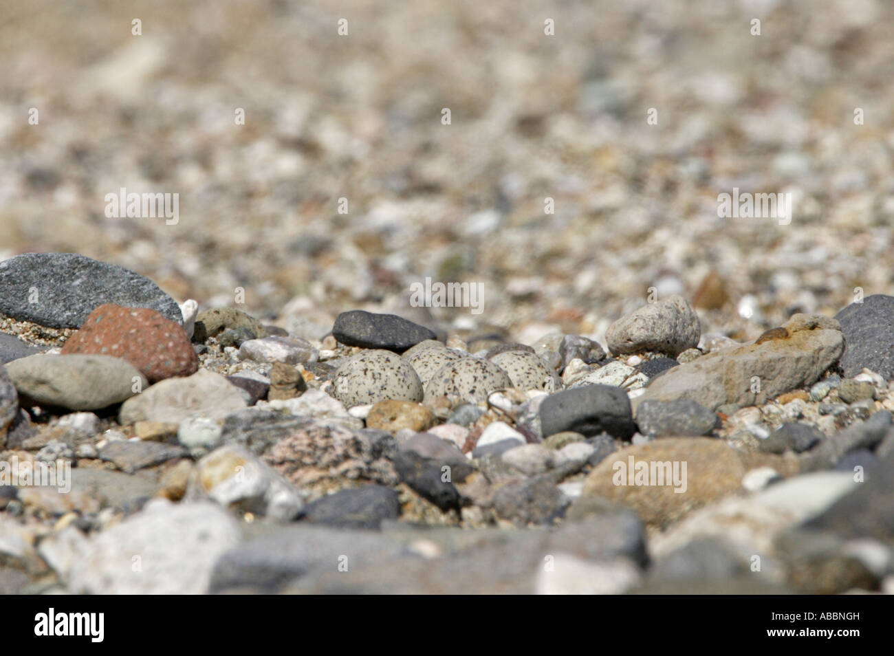 Flussregenpfeifer brüten Stockfoto