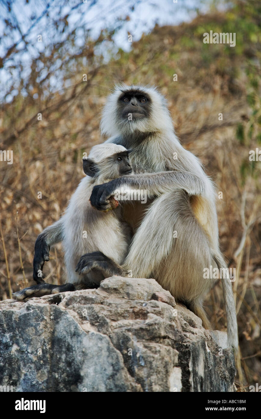 Hanuman Languren Semnopithecus Entellus Mutter und baby Stockfoto