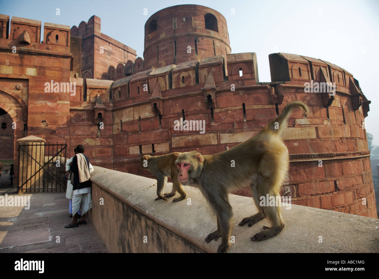 Rhesusfaktor Macaque Macaca Mulatta auf das Rote Fort von Agra in Indien Stockfoto