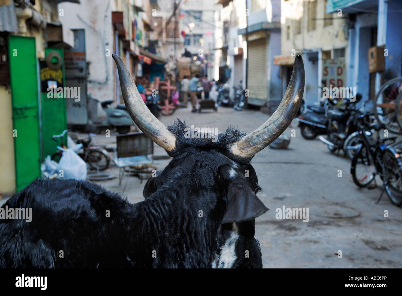 Heilige Kuh, Fragen, kostenlos, in Straße Indien Stockfoto