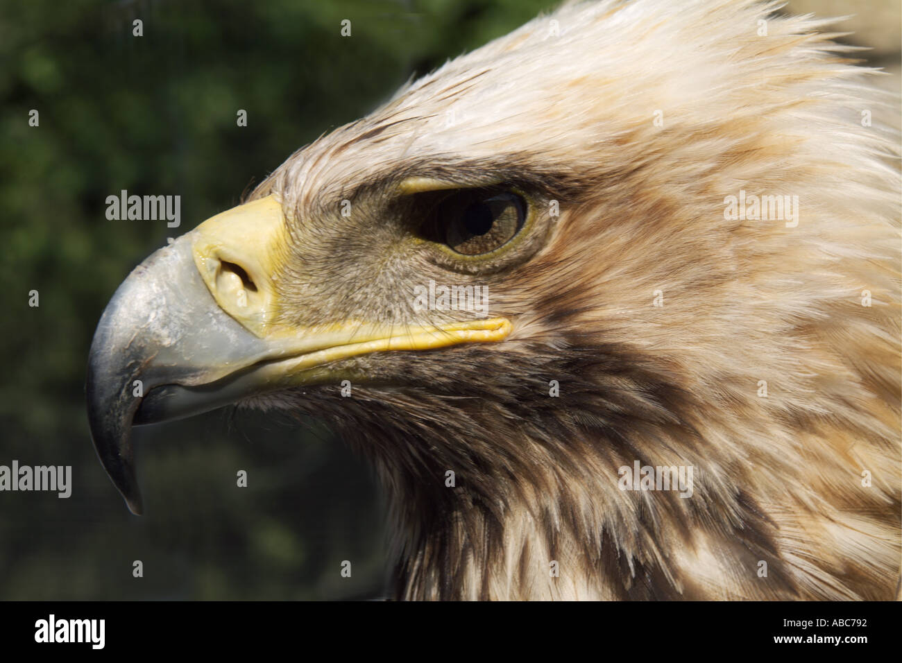 Golden Eagle - Aquila Chrysaetos, UK Stockfoto