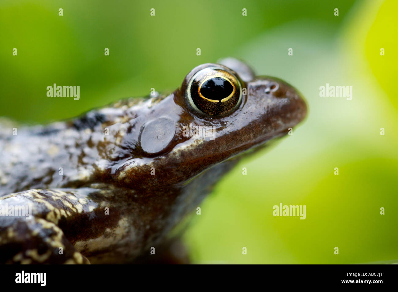 Grasfrosch, uk Stockfoto