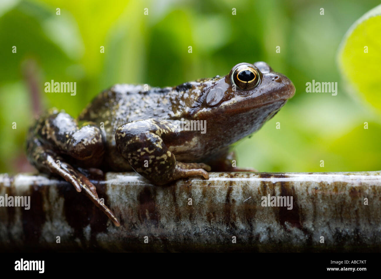 Gemeinsamen Frosch Rana temporaria Stockfoto
