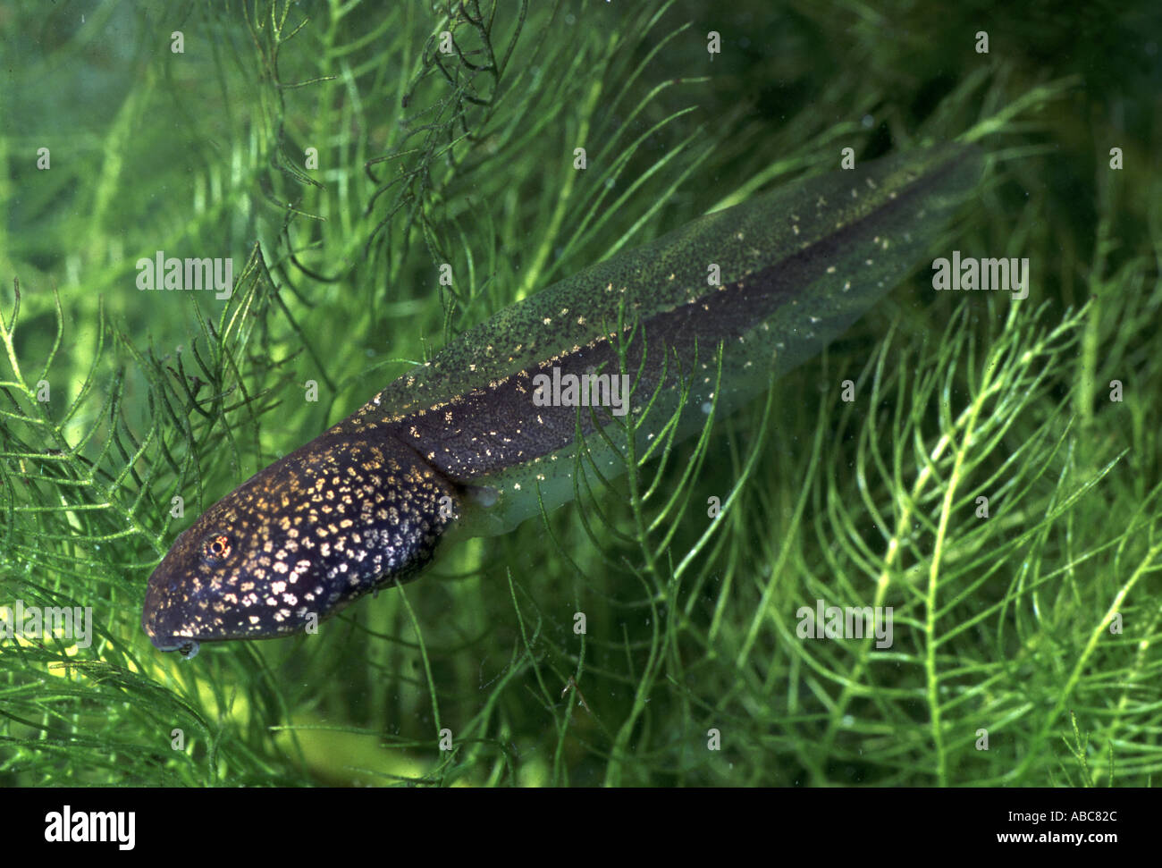 Gemeinsamen Frosch Rana temporaria Stockfoto