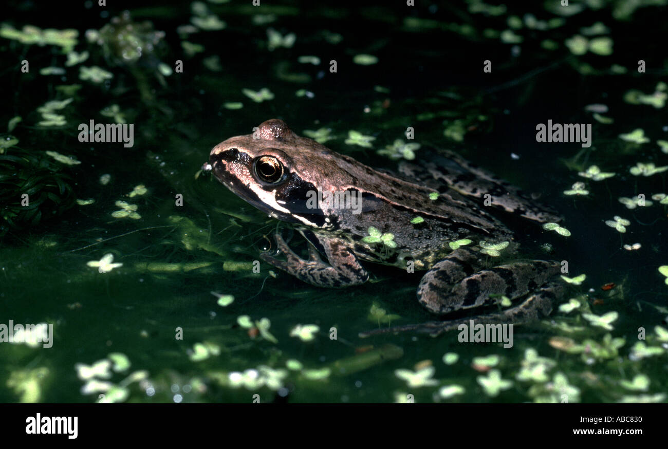 Gemeinsamen Frosch Rana temporaria Stockfoto