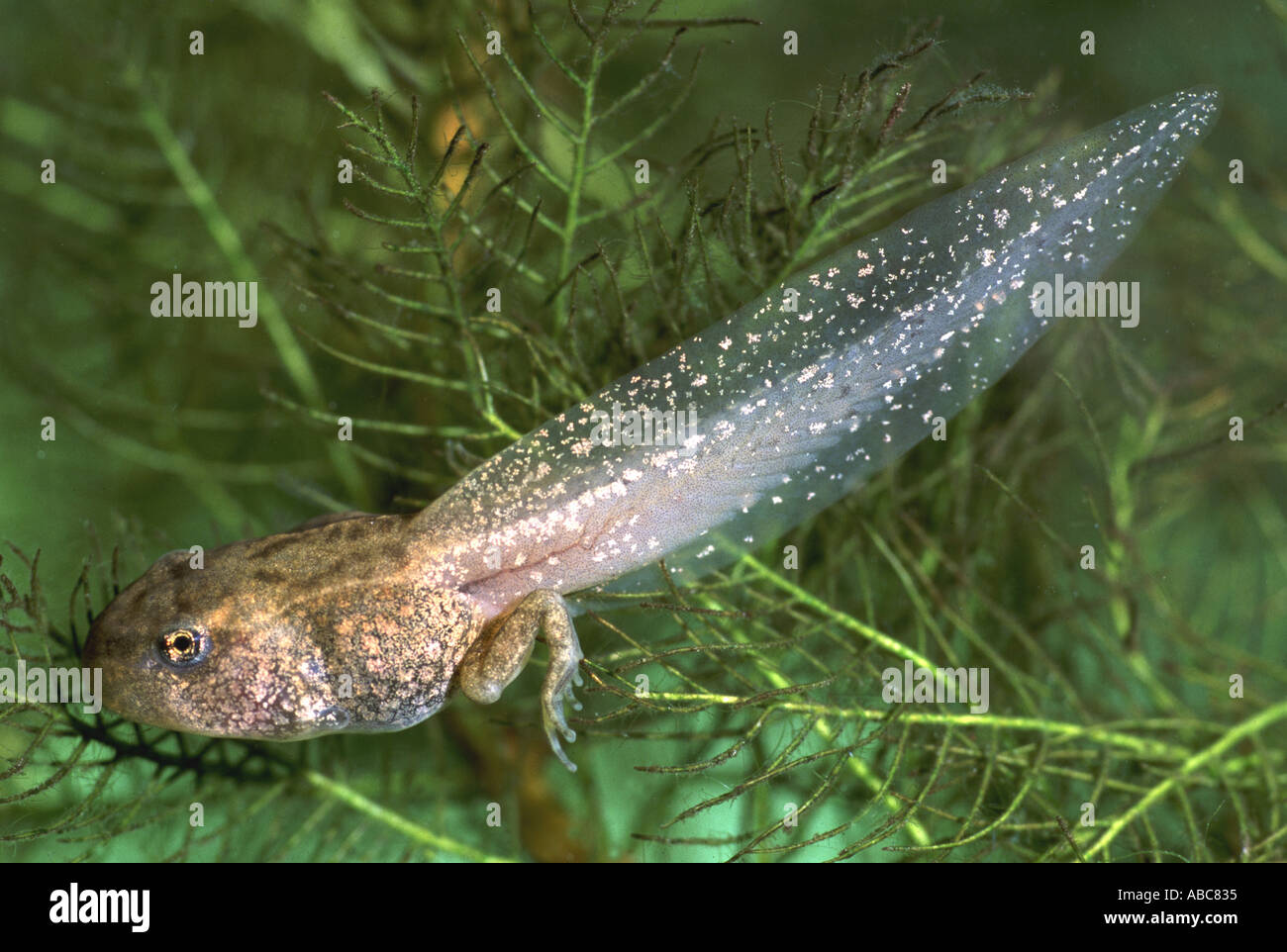 Gemeinsamen Frosch Rana temporaria Stockfoto