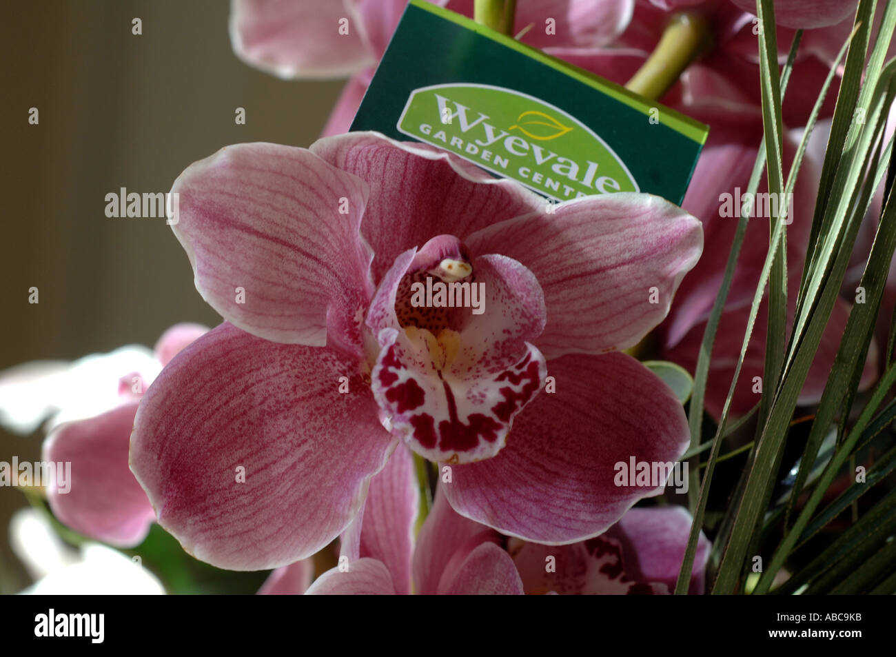Ein Gartencenter Wyevale Label-Tag in einer Sammlung von rosa Orchideen für den Verkauf in einem Wyevale Gartencenter in Brighton Stockfoto