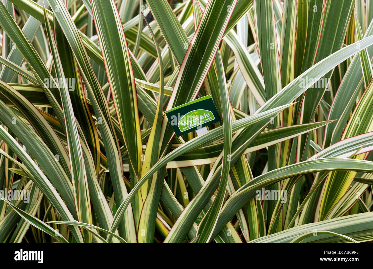 Wyevale Garten Tag Etikett in einer Masse von Phormium Tricolour Stockfoto