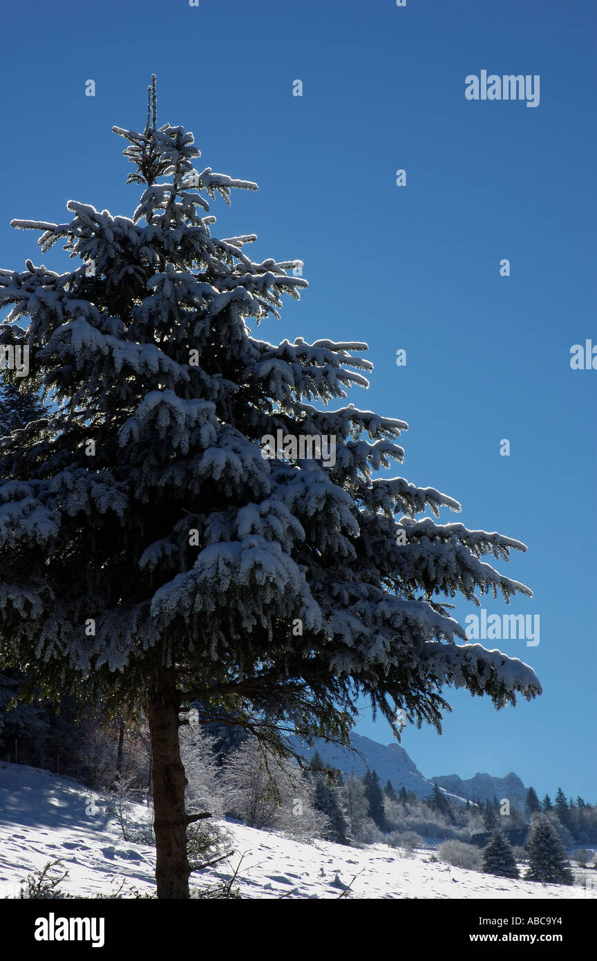 Tanne in einem Feld mit Schnee eingehüllt Stockfoto