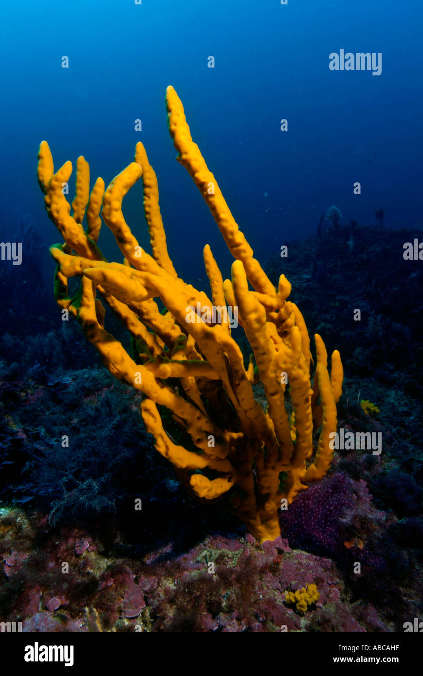 Leuchtend gelbe gemeinsame Geweih Schwamm (Axinella Polypoides) wächst auf einem Riff, Caramasaigne, Riou Island, Frankreich. Stockfoto