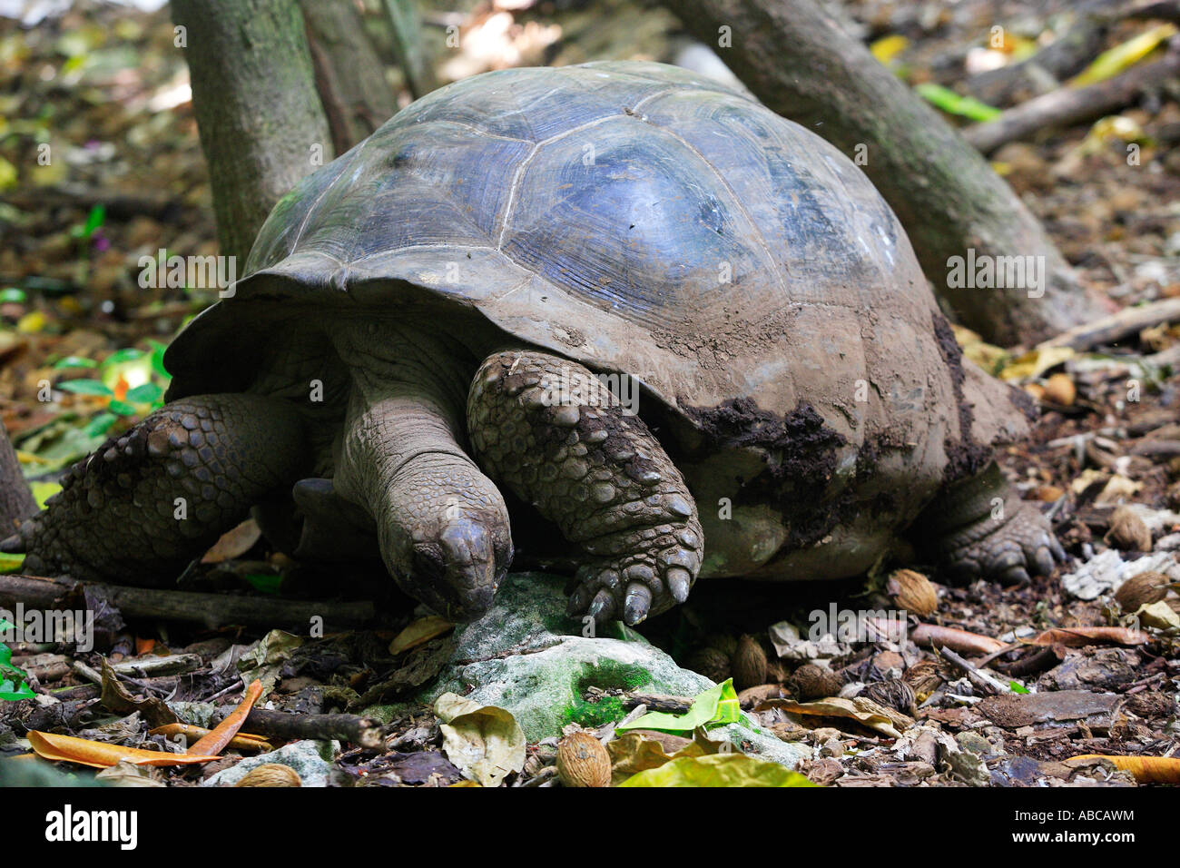 RIESEN SCHILDKRÖTE CURIEUSE ISLAND SEYCHELLEN INSELN Stockfoto