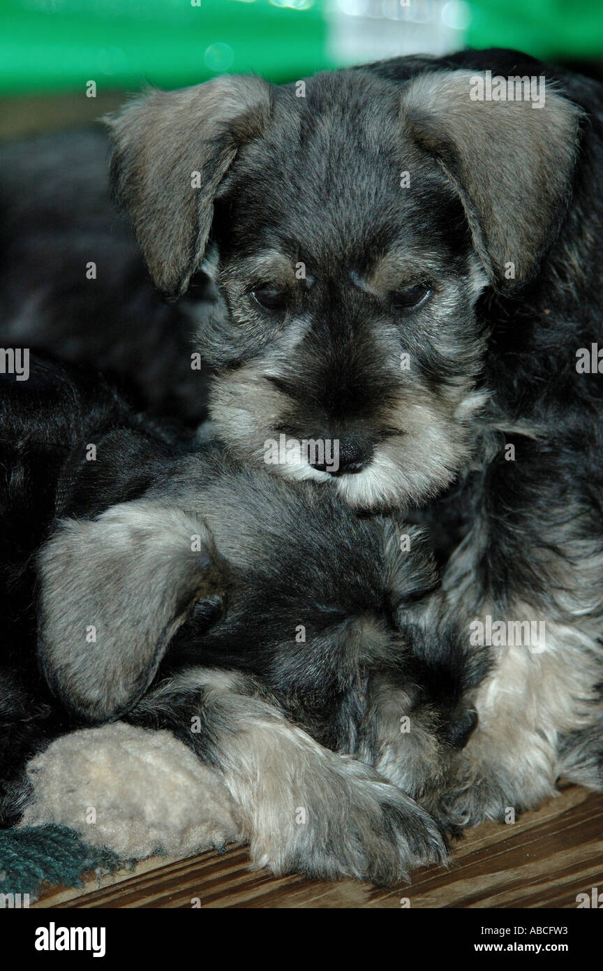 zwei Schnauzer Hunde Welpen Welpen Schwarz Silber schlafen schlafen mit einem auf das andere Stockfoto