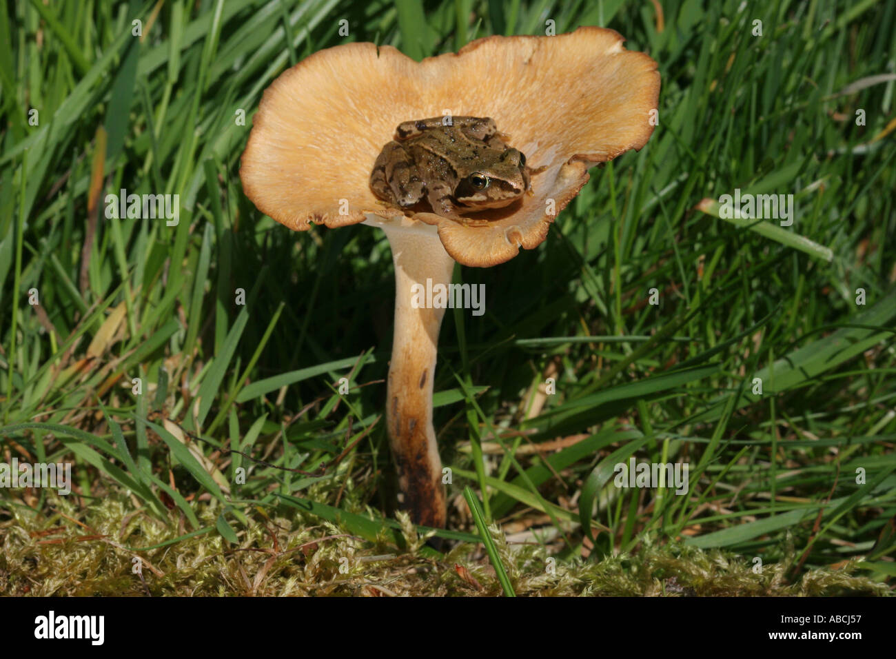 Frosch Rana Temporaria sitzt auf einem Pilz Stockfoto