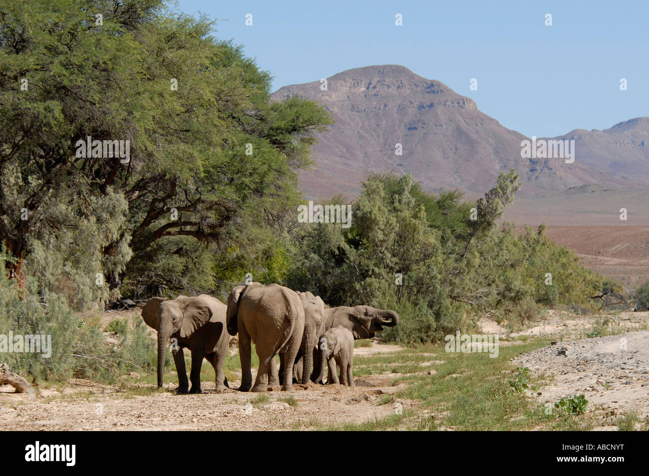 Wüste Elefanten Hoarusib River Kaokoveld Namibia Südliches Afrika Stockfoto