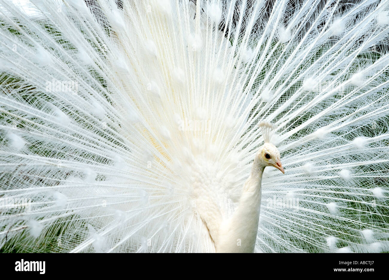 Ein Weißer Pfau fans seiner Schwanzfedern spektakulär. Stockfoto