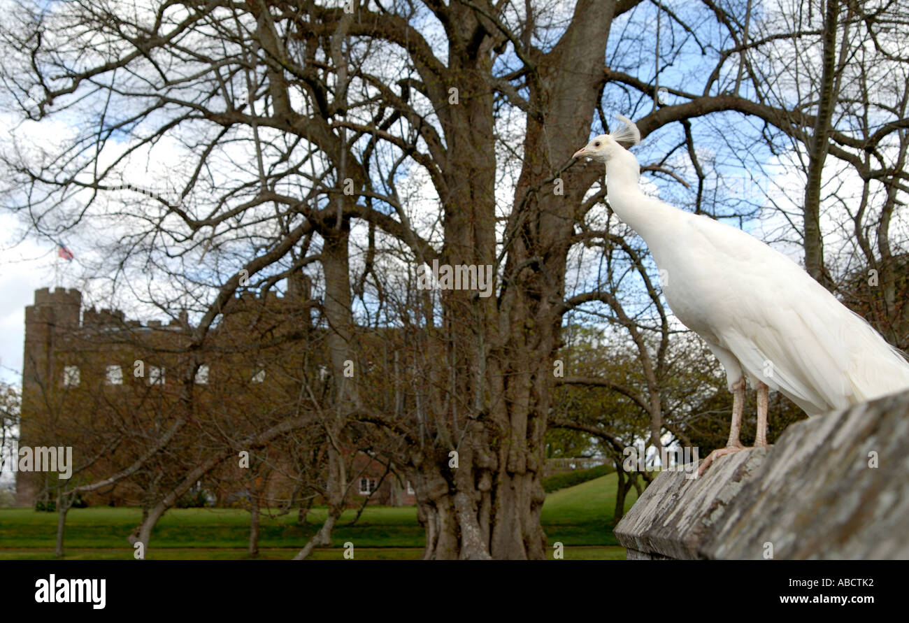Ein Weißer Pfau steht an einer Wand im Scone Palace, Perthshire, Schottland Stockfoto