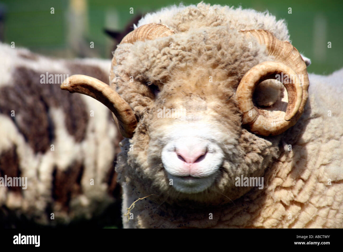 Suffolk Schafe auf der Farm in Devon Stockfoto