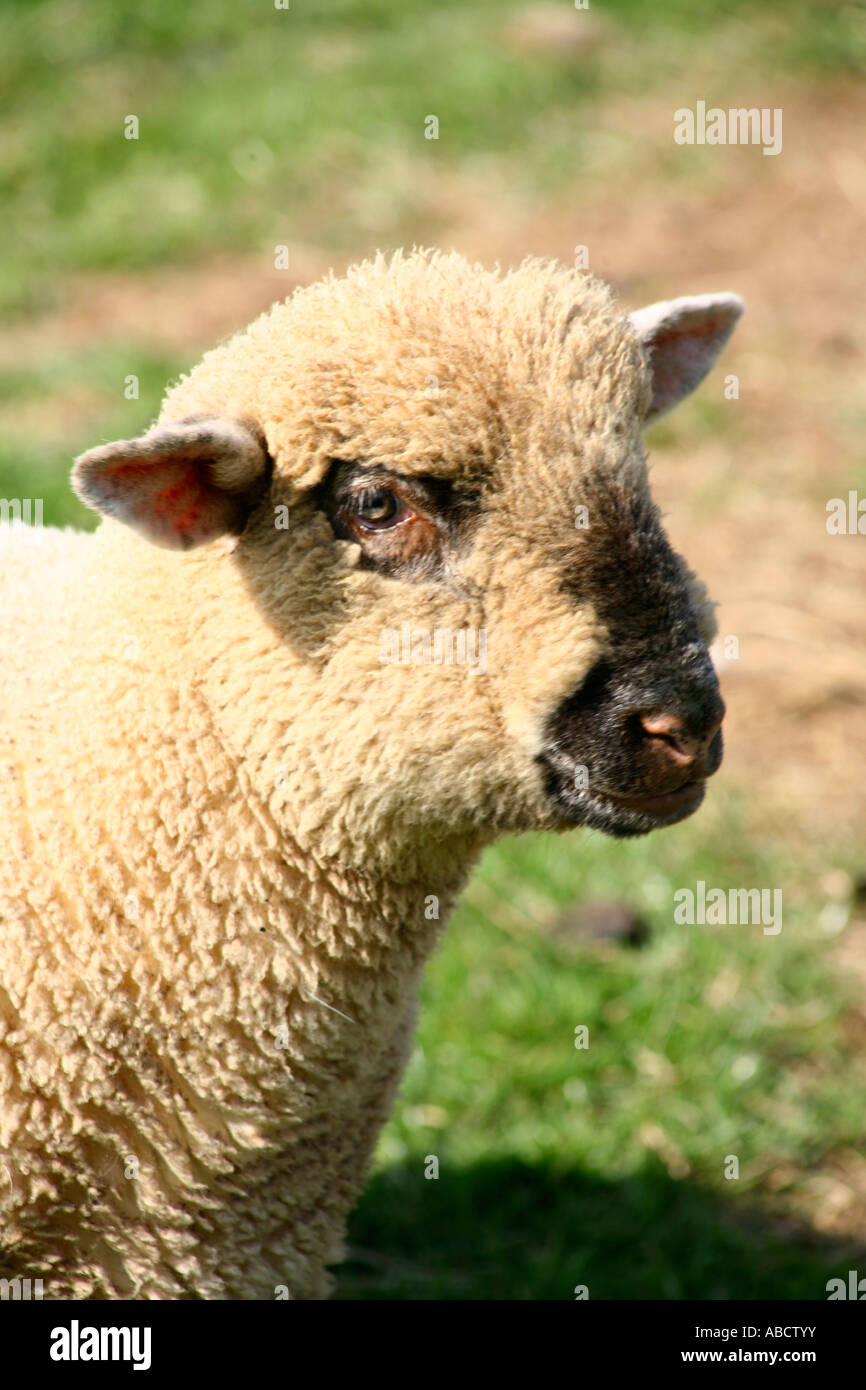 Jacobs-Schafe auf der Farm in Devon Stockfoto