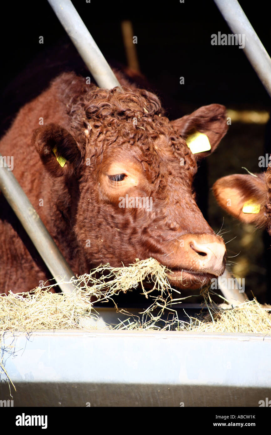 Rubin Rot Rinderfütterung auf Bauernhof in Devon, England Stockfoto