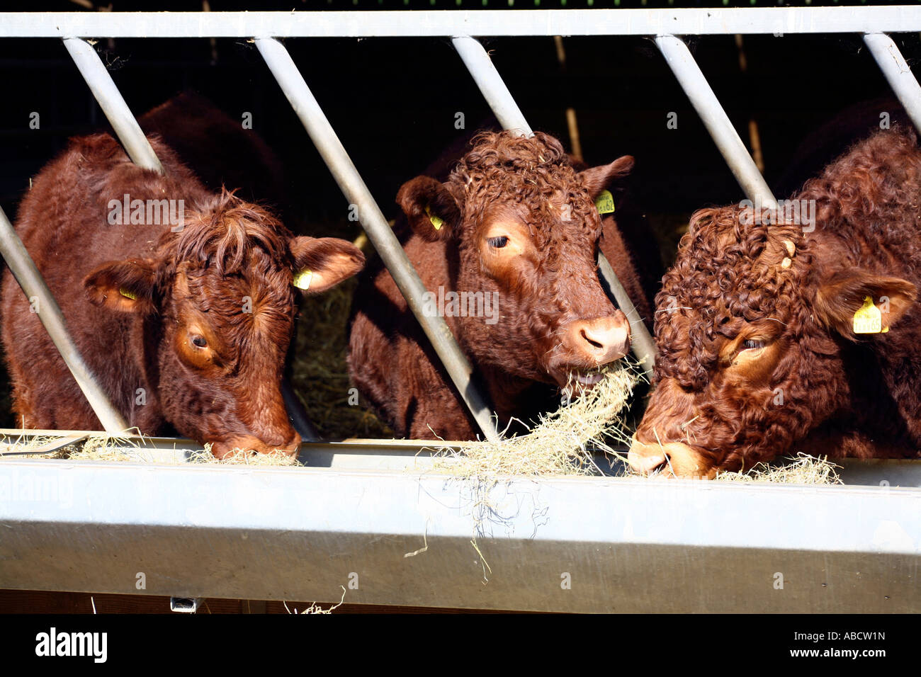 Rubin Rot Rinderfütterung auf Bauernhof in Devon, England Stockfoto