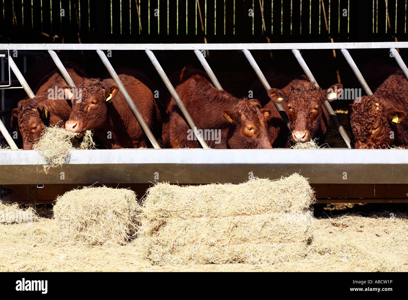 Rubin Rot Rinderfütterung auf Bauernhof in Devon, England Stockfoto