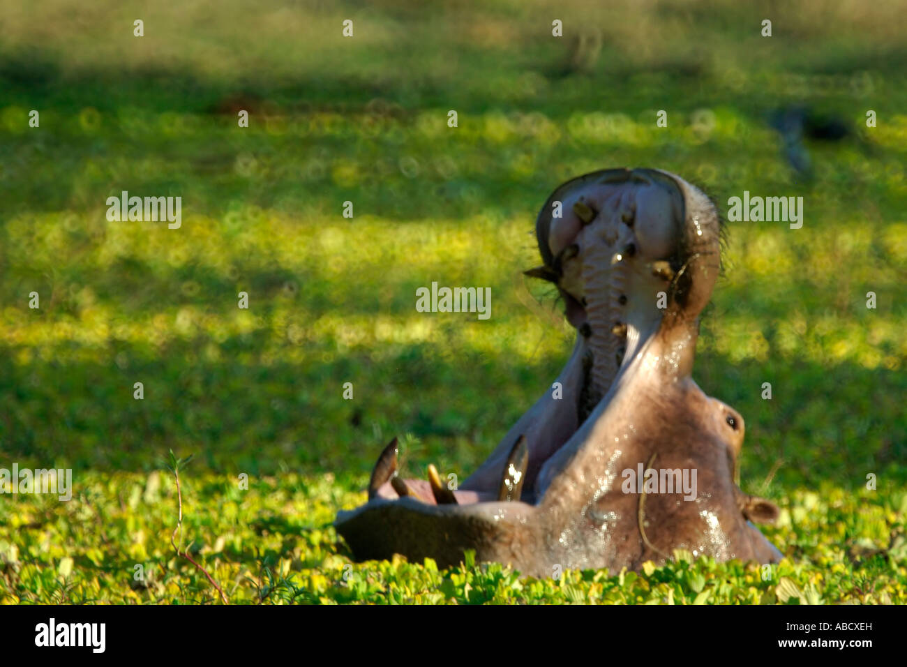 Einen großen Stier zeigt Nilpferd seine Territorialism durch Gähnen auf Eindringlinge. Stockfoto