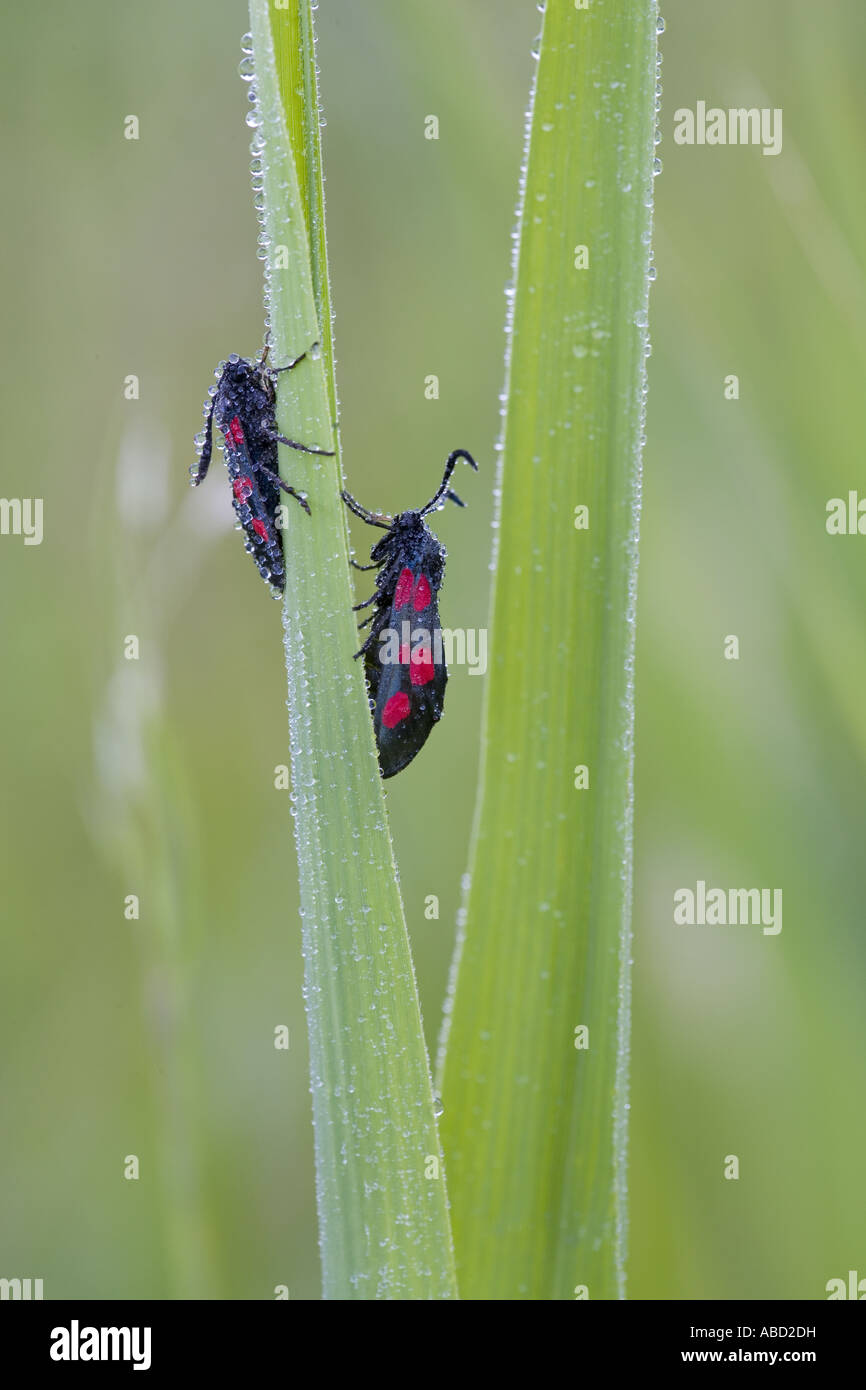 Eng - 5-spot Burnet Zygaena lonicerae Beeston gemeinsame Norfolk Juli begrenzt Stockfoto