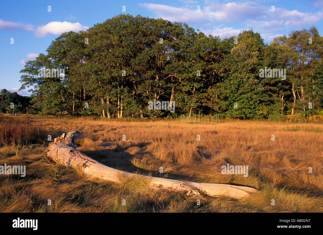 Yarmouth ME A Treibholz Log in Salz-Sumpf Gräser in der Nähe der königlichen Fluss TPL-Projekt Stockfoto