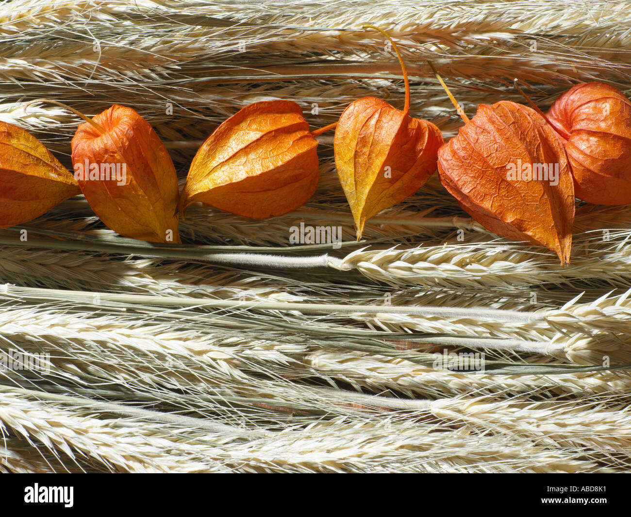 Chinesische Laterne Pflanzen und Weizen Stockfoto