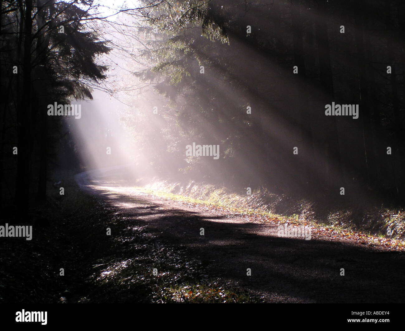 Wald im Gegenlicht Stockfoto