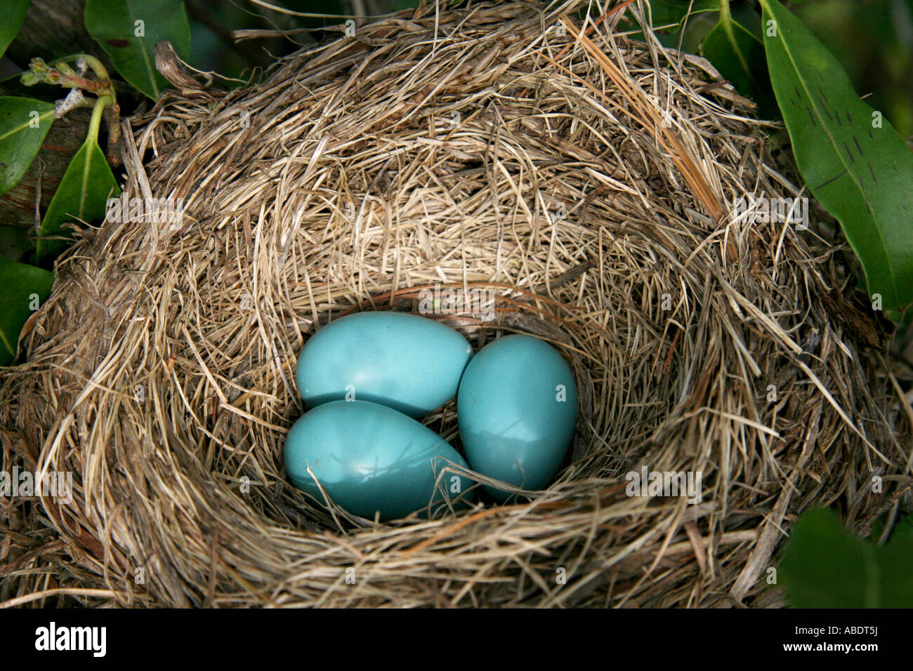 Drei leichte blaue American Robin (Turdus Migratorius) Eiern in nisten in Mountain Laurel (Kalmia Latifolia) aka Spoonwood Busch. Stockfoto