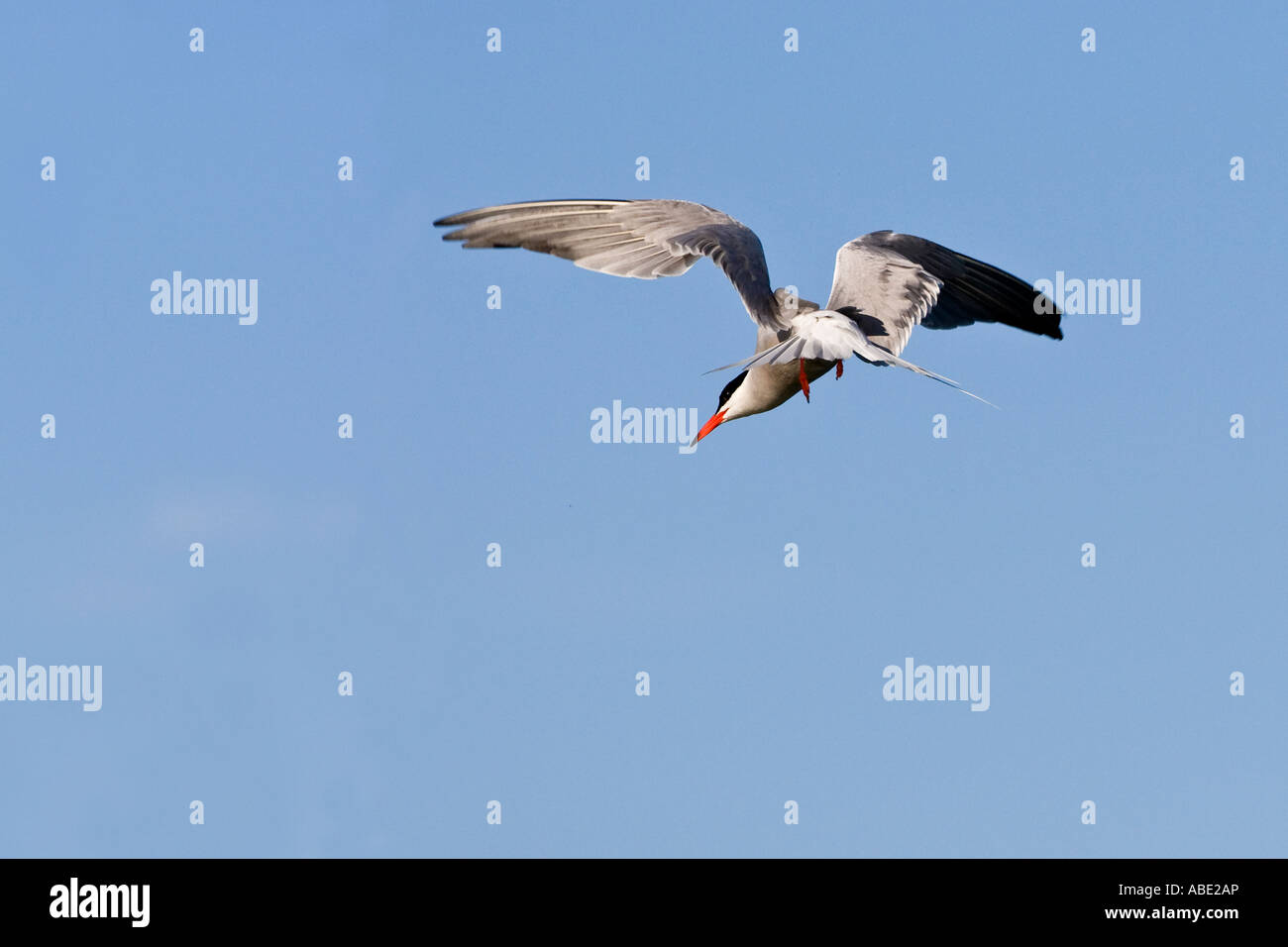 Gemeinsamen Tern Sterna Hirundo im Flug mit schönen blauen Himmel Stockfoto