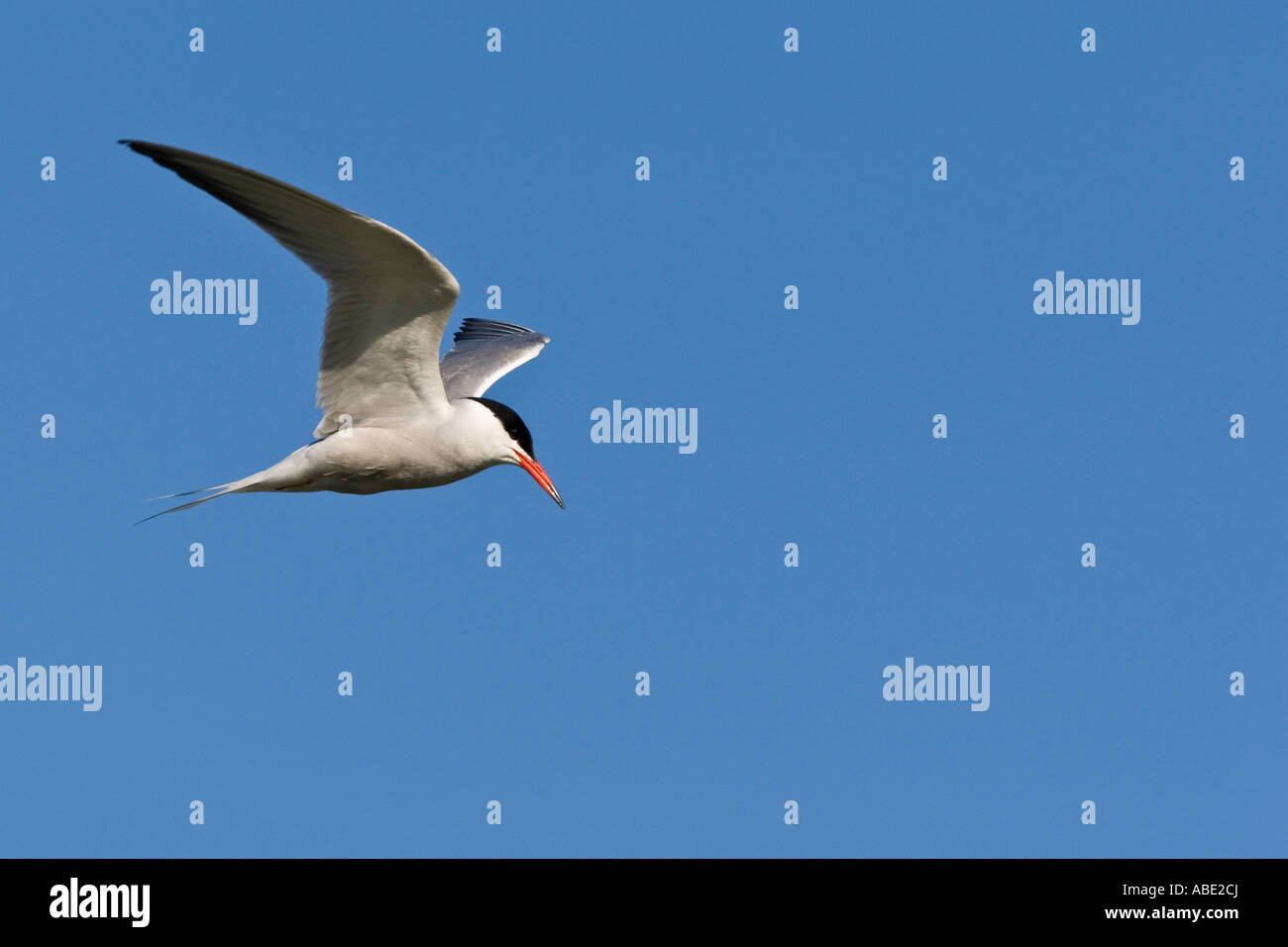 Gemeinsamen Tern Sterna Hirundo im Flug gegen schönen blauen Himmel Stockfoto