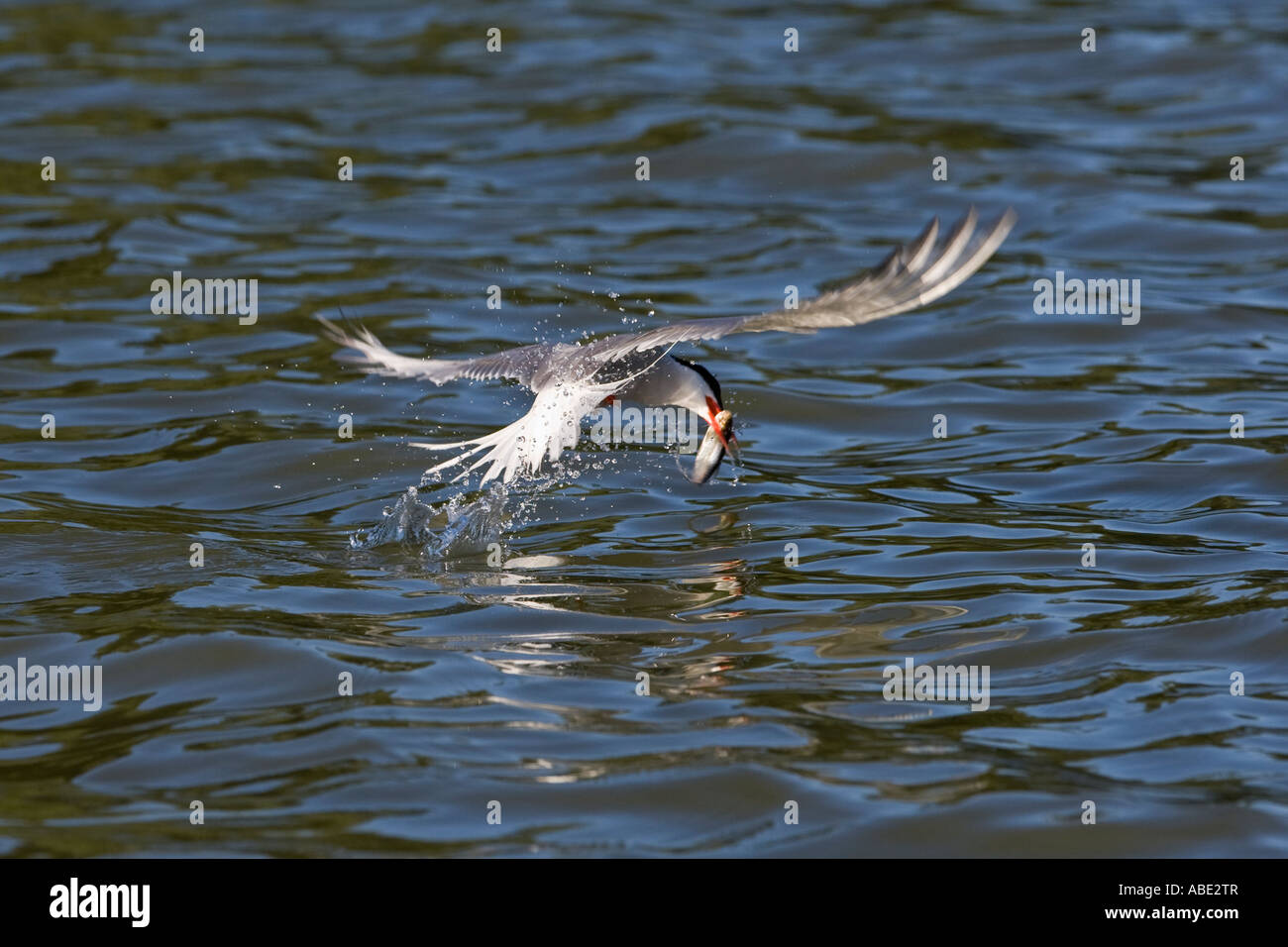 Gemeinsamen Tern Sterna Hirundo mit Fisch nur von Wasser bedford Stockfoto