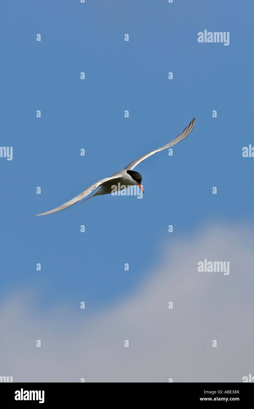 Gemeinsamen Tern Sterna Hirundo im Flug mit schönen blauen Himmel Priory Parken bedford Stockfoto