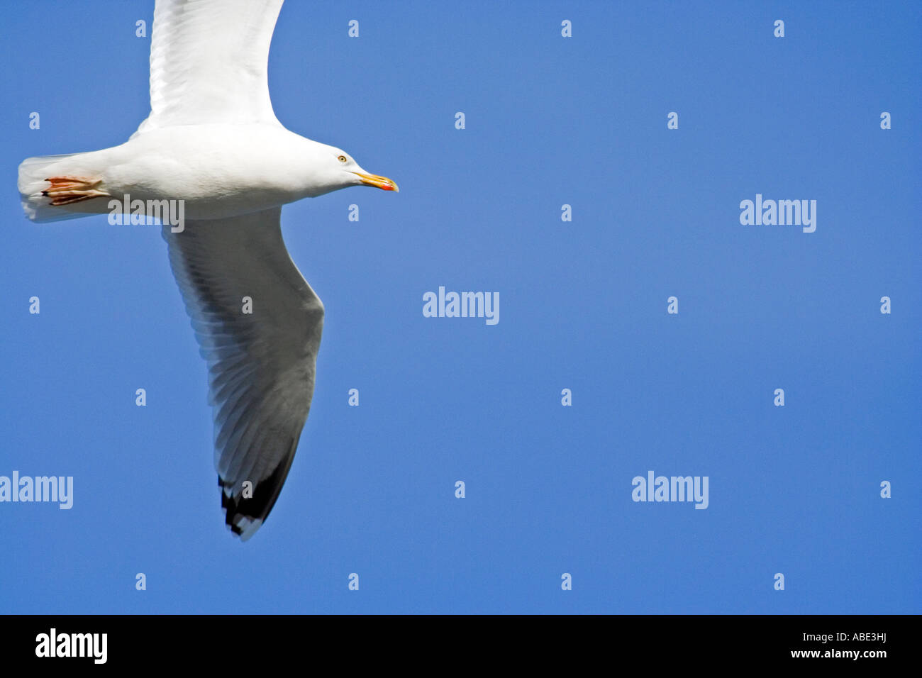 Fliegende Möwe Stockfoto