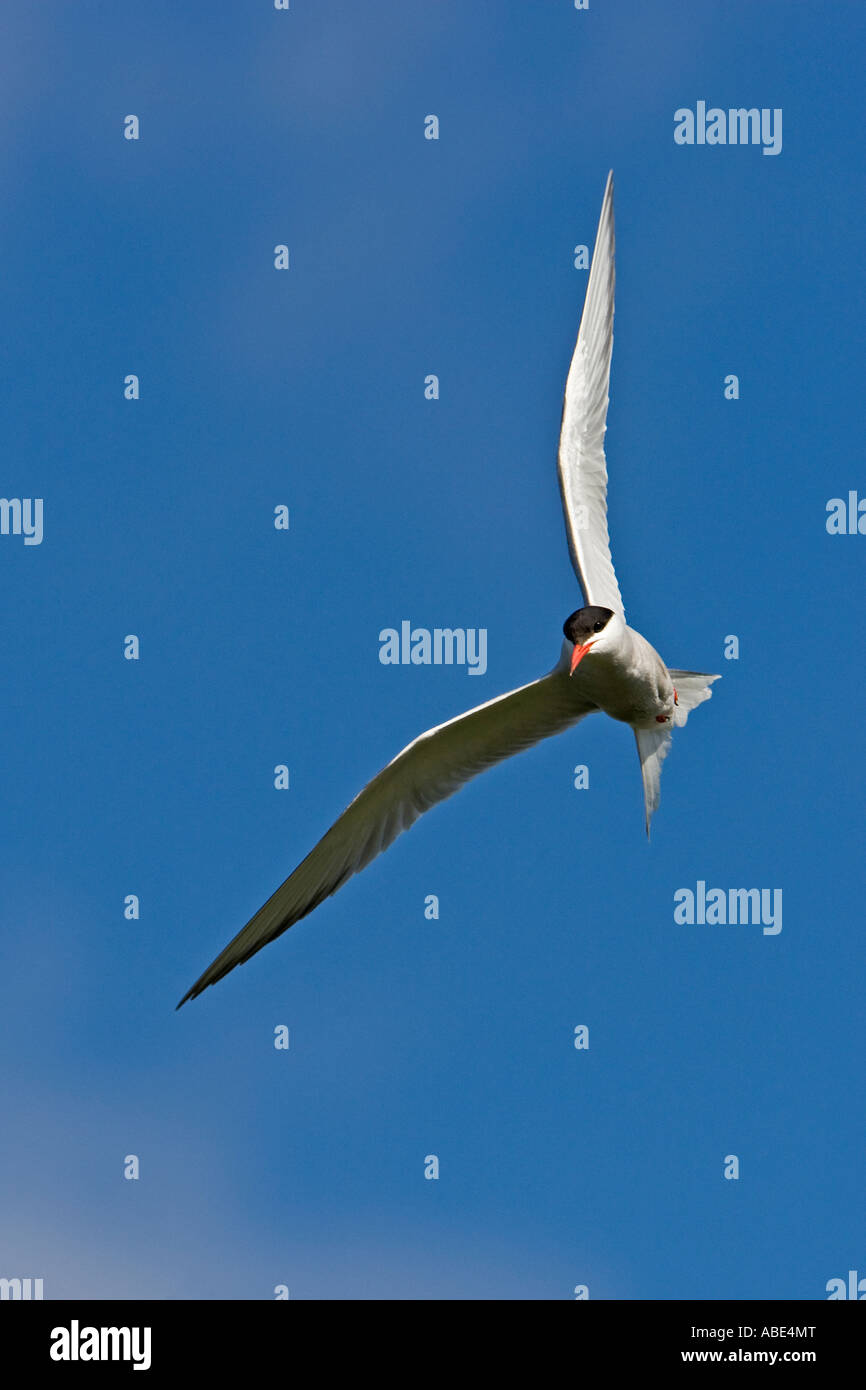 Gemeinsamen Tern Sterna Hirundo im Flug mit schönen blauen Himmel Priory Parken bedford Stockfoto