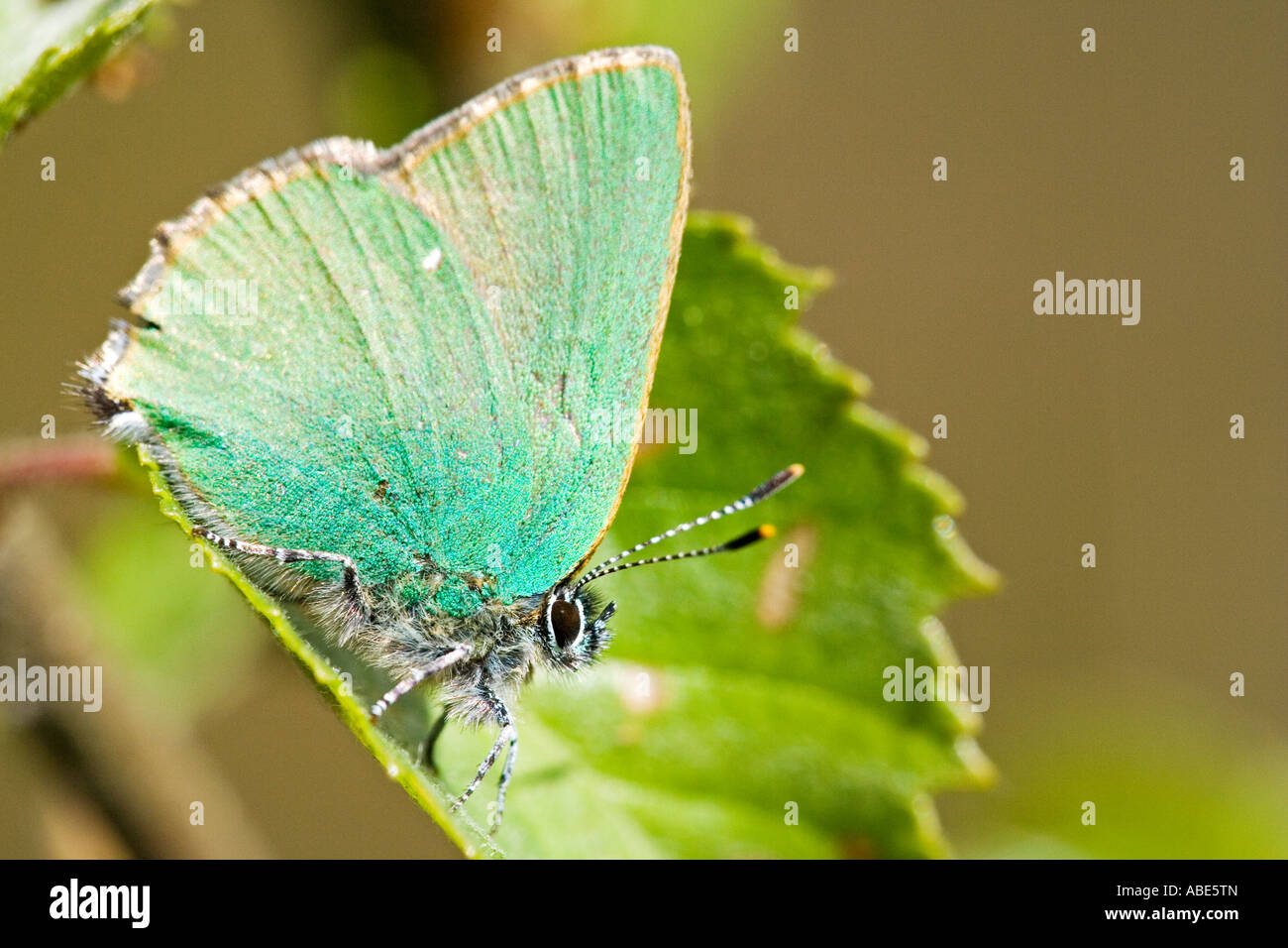 Grüner Zipfelfalter (Callophrys Rubi) Stockfoto