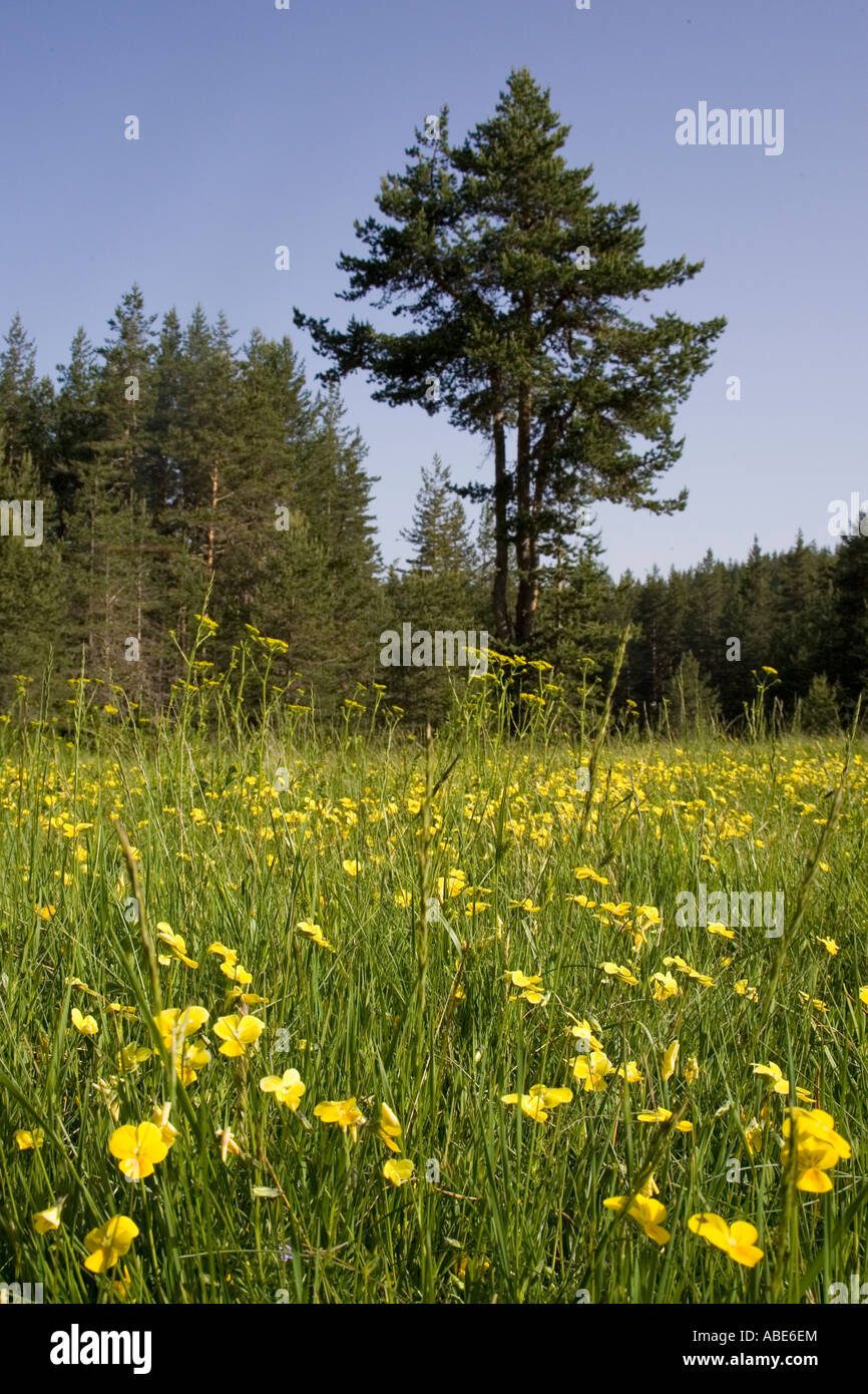 Almwiese in Rhodopi Bergen voller Viola Rhodopeia Blumen Stockfoto